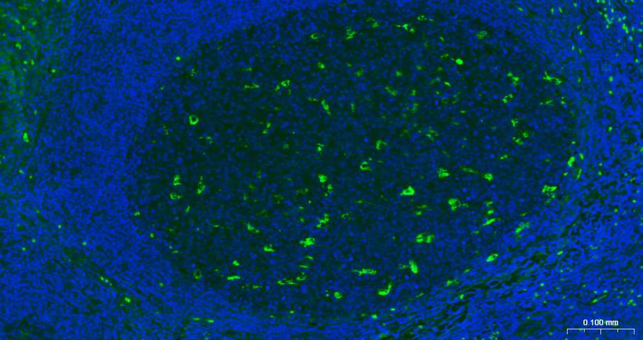 CD68单克隆抗体-bsm-33056M