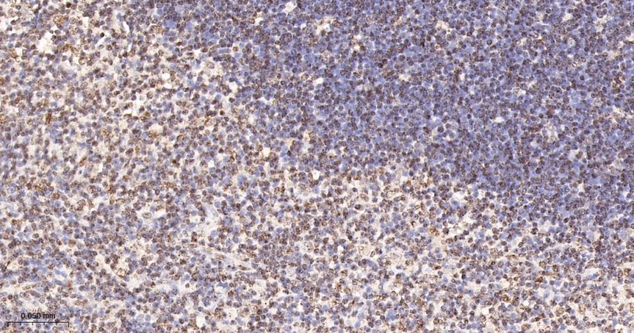 组蛋白H2AZ重组兔单抗