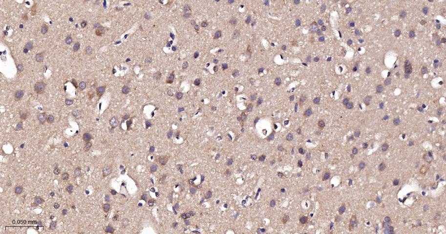 Runx3重组兔单抗