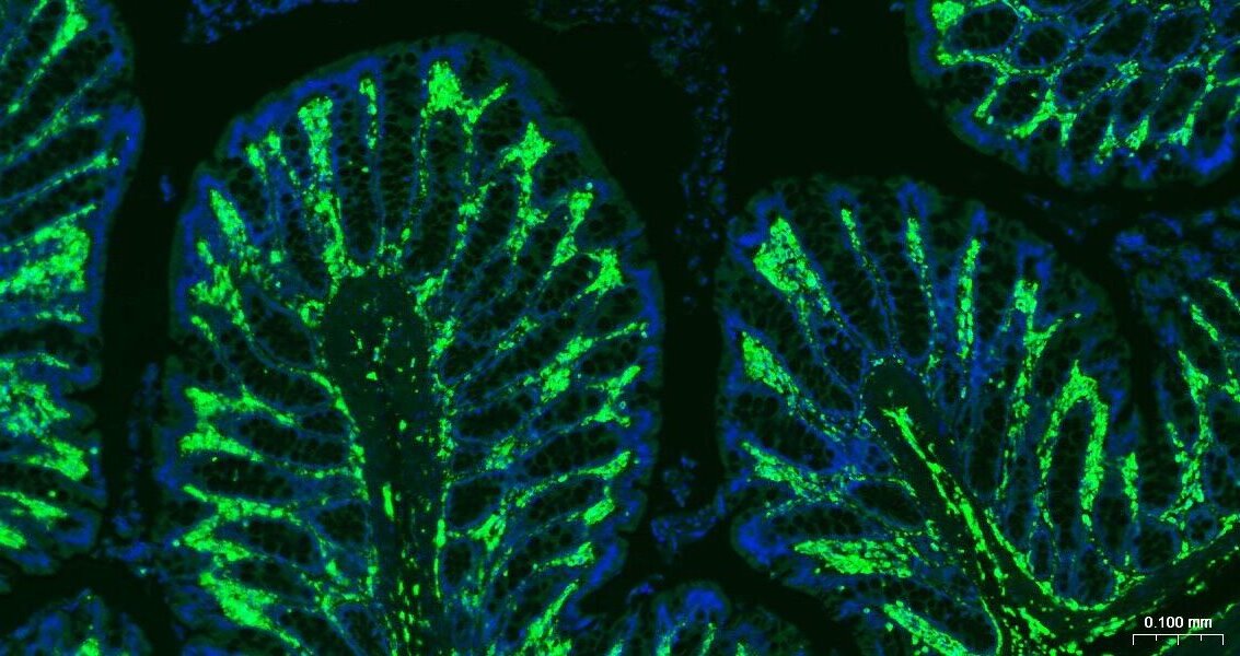 FITC标记的F(ab)2片段羊抗兔IgG H&L抗体