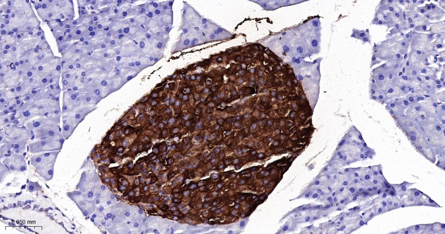 朊病毒蛋白CD230重组兔单抗