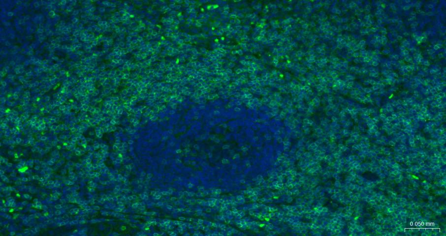 CD3/CD3-ε重组兔单抗