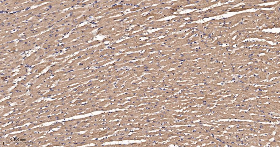 Runx3重组兔单抗