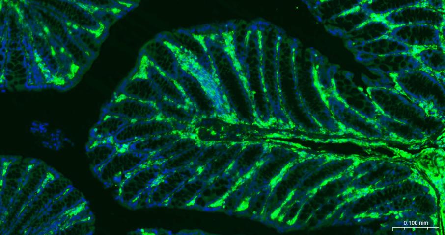 FITC标记的F(ab)2片段羊抗兔IgG H&L抗体