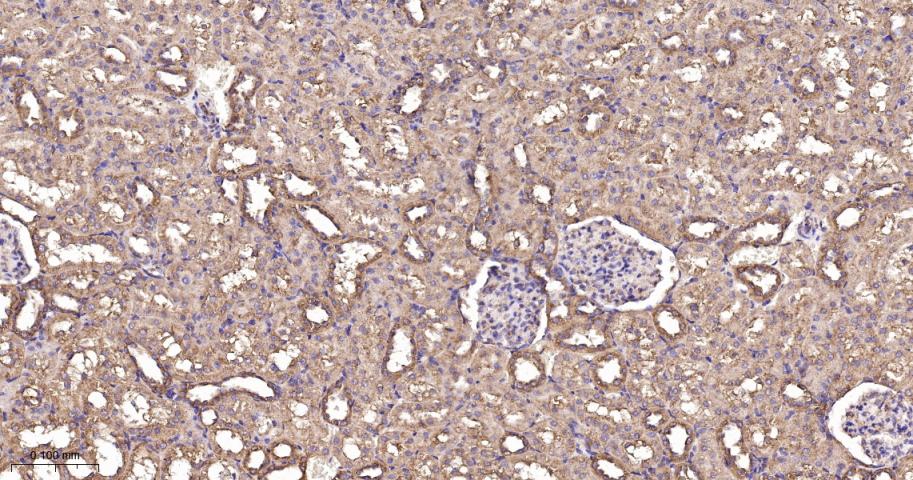 翻译延伸因子EF-1a重组兔单抗