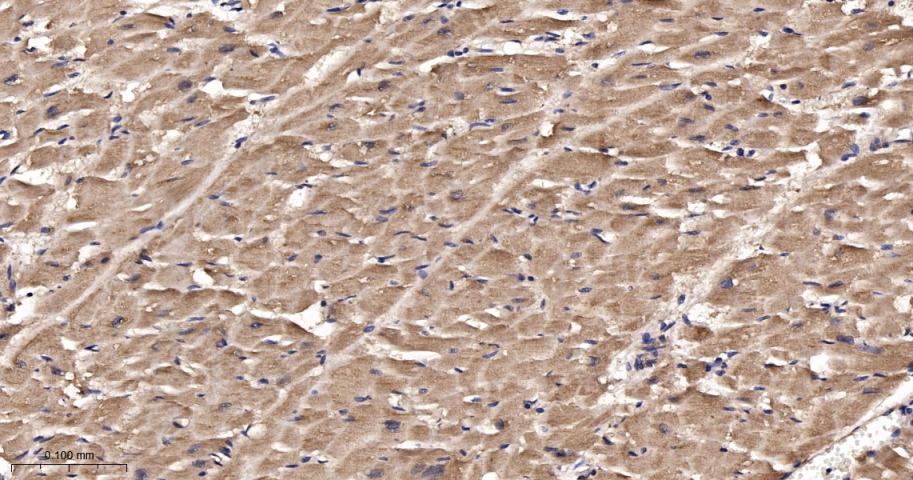 Runx3重组兔单抗