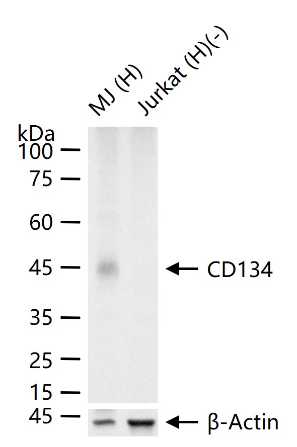 CD134重组兔单抗