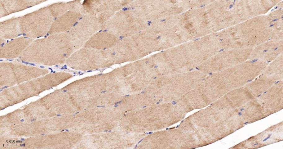 Runx3重组兔单抗