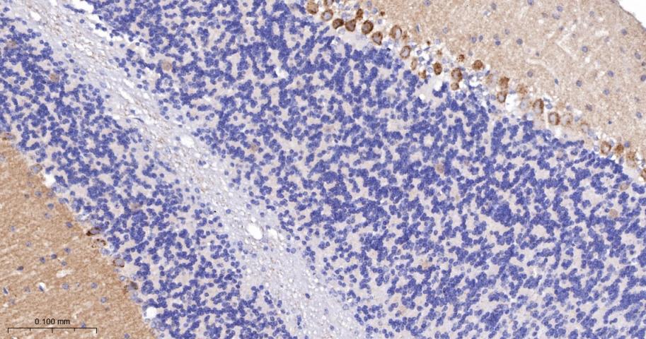 促代谢型谷氨酸受体1重组兔单抗