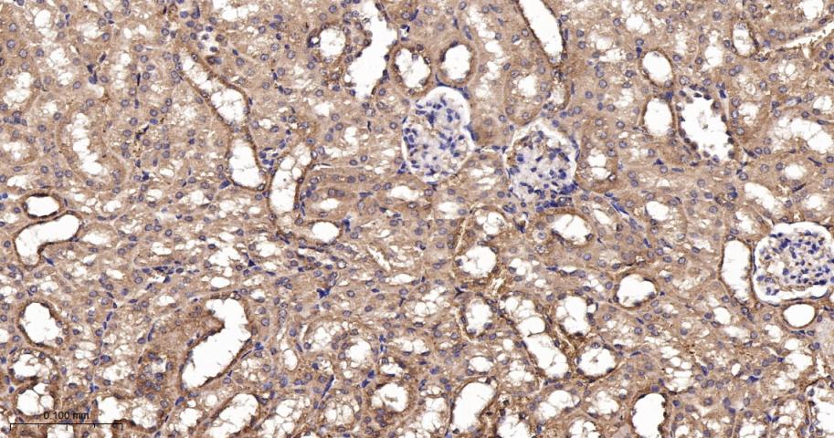 Runx3重组兔单抗