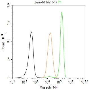 神经干细胞RNA结合蛋白Musashi1重组兔单抗