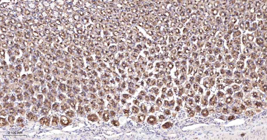 半胱胺酸蛋白酶-7重组兔单抗