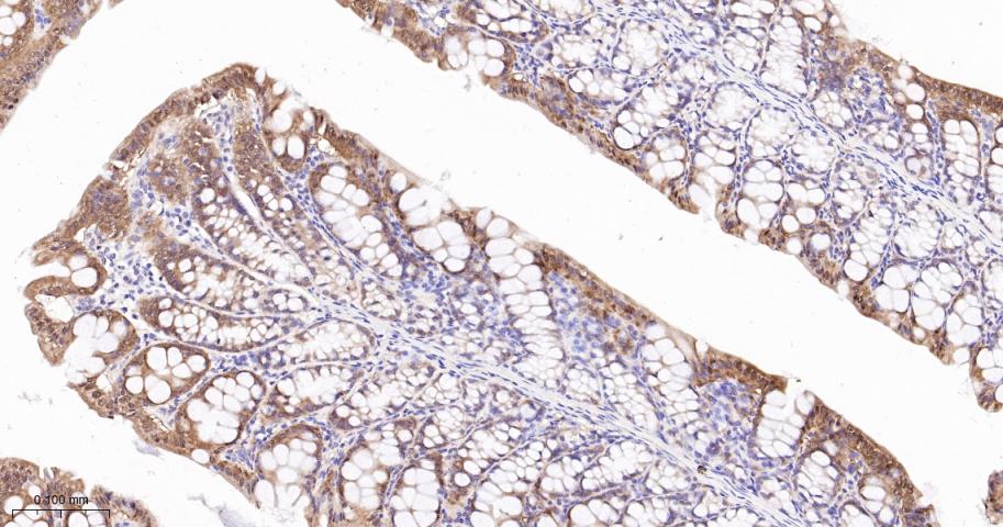 半胱胺酸蛋白酶-7重组兔单抗