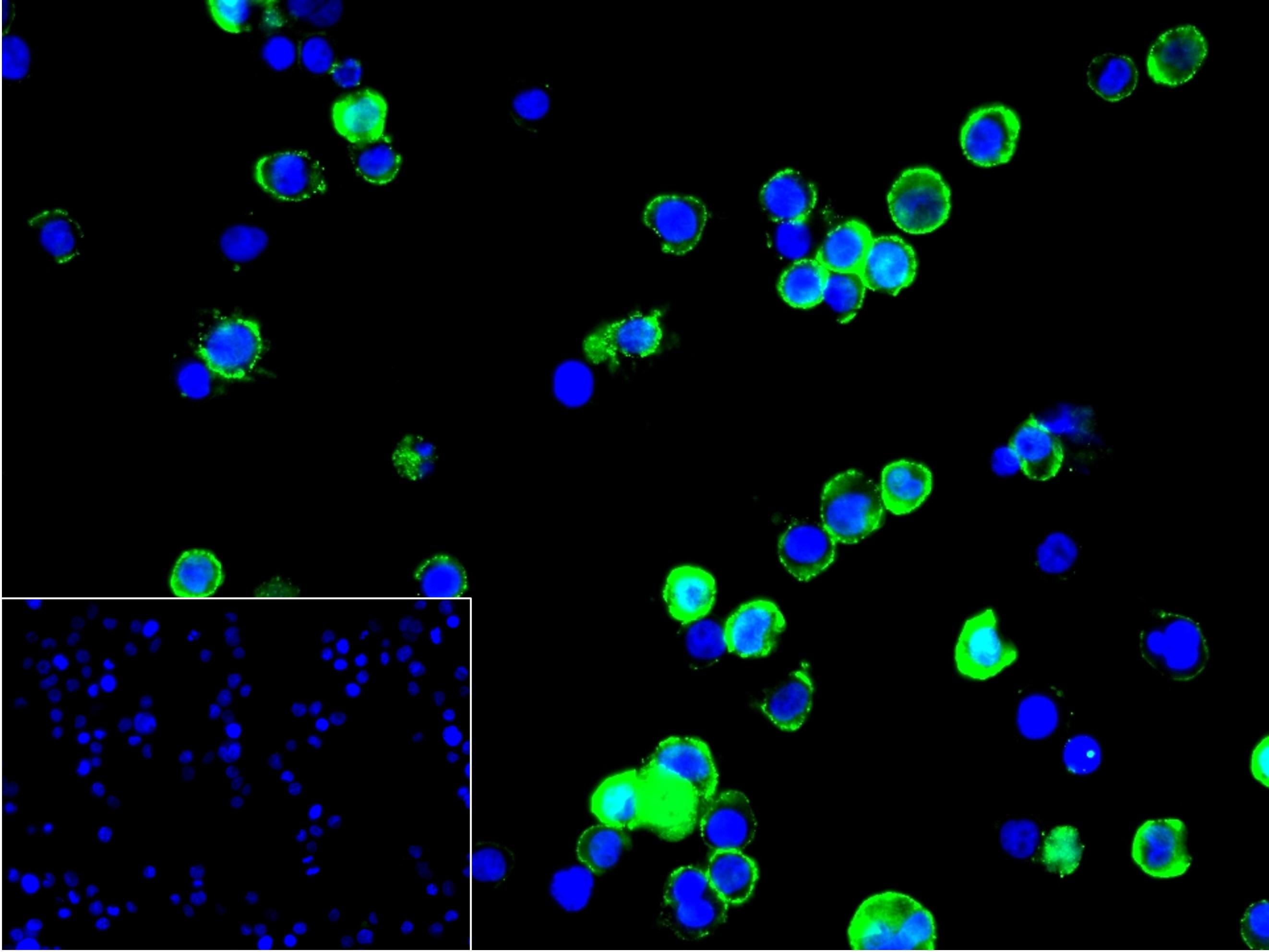 跨膜接头蛋白PAG重组兔单抗-bsm-62406R