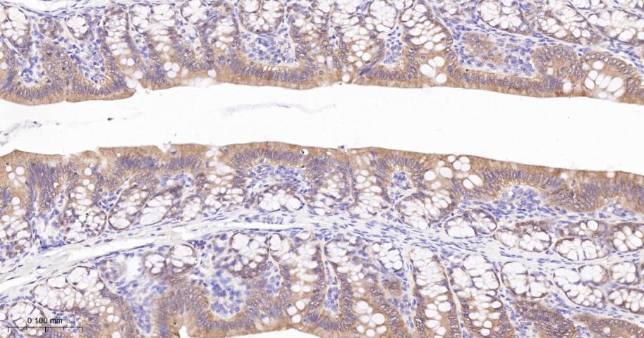 半胱胺酸蛋白酶-7重组兔单抗