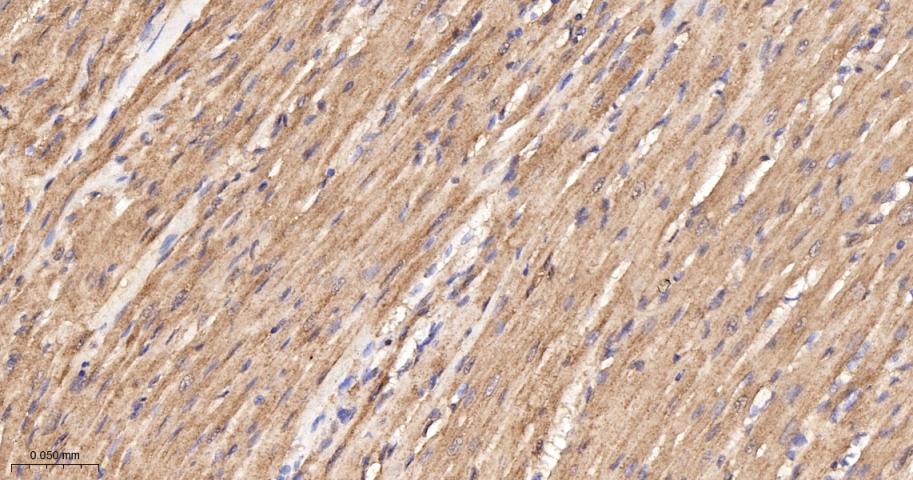 磷酸羧化酶2重组兔单抗