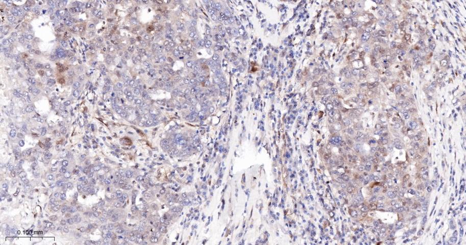 半胱胺酸蛋白酶-7重组兔单抗