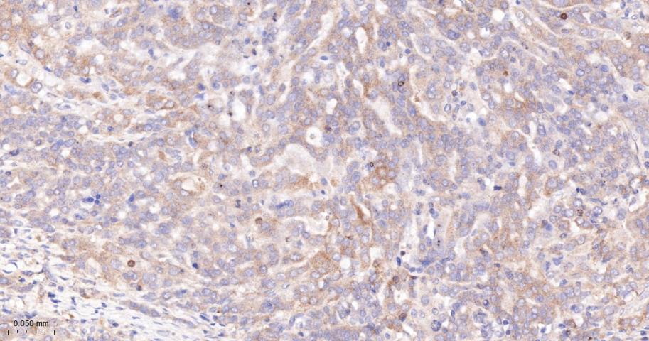 桩蛋白Paxillin重组兔单抗