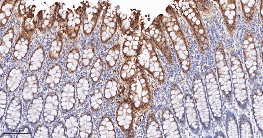 半胱胺酸蛋白酶-7重组兔单抗