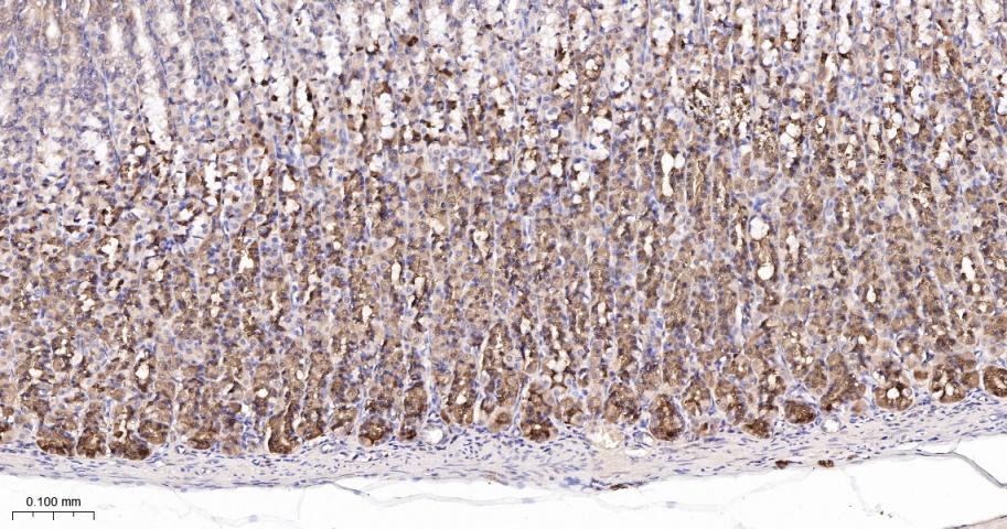 半胱胺酸蛋白酶-7重组兔单抗