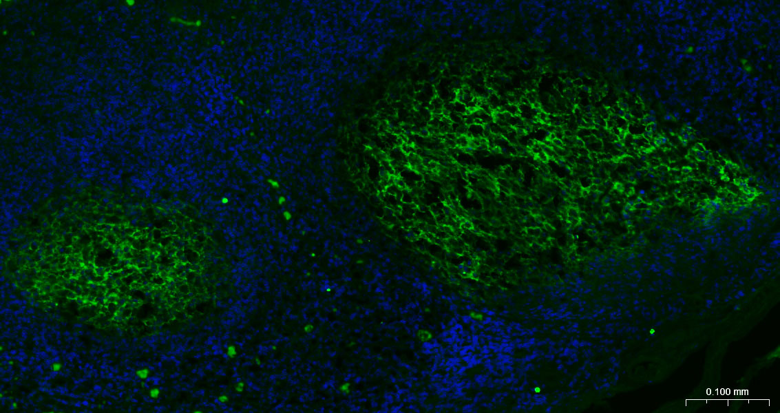 CD23重组兔单抗-bsm-60453R
