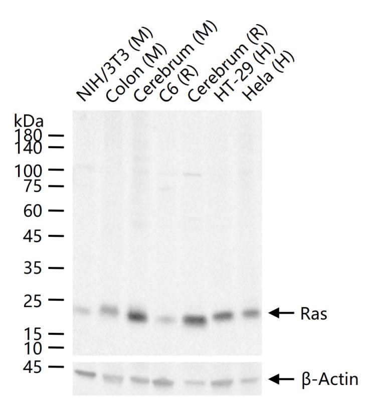 原癌基因Ras重组兔单抗