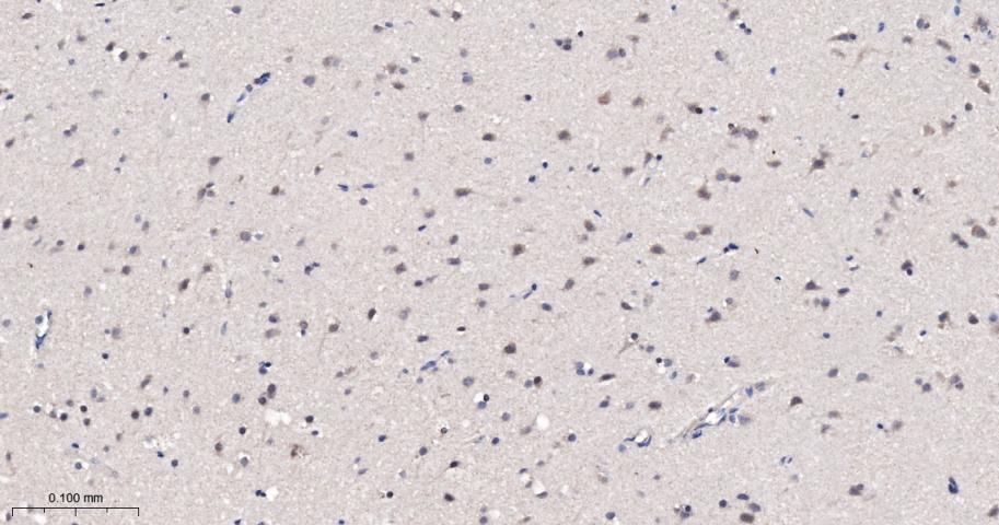 亲环蛋白（亲环素）PPIA重组兔单抗