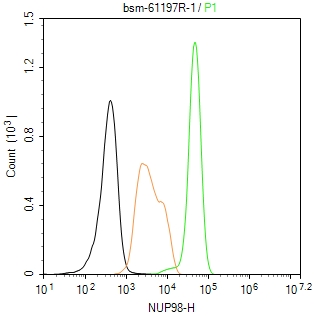 核孔复合蛋白Nup98重组兔单抗