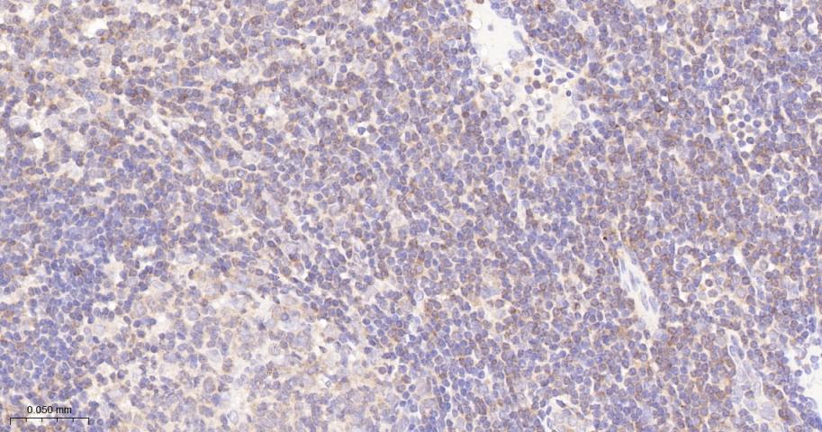 亲环蛋白（亲环素）PPIA重组兔单抗