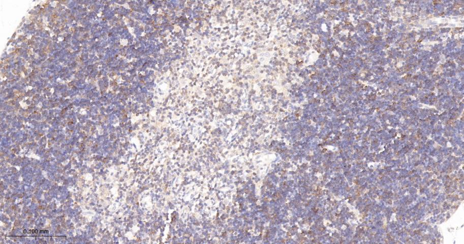 亲环蛋白（亲环素）PPIA重组兔单抗