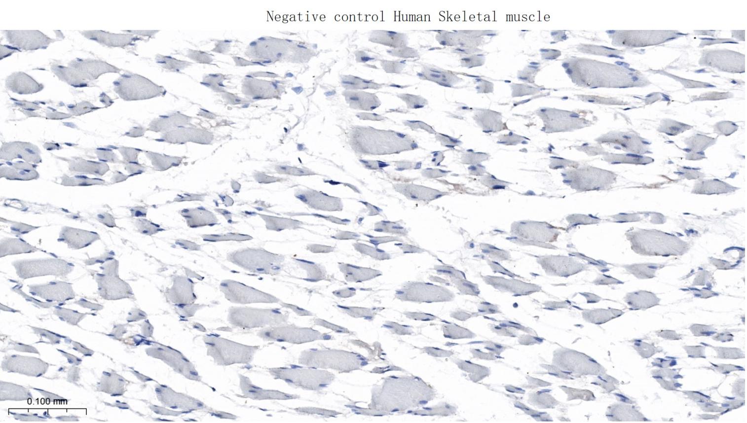 亲环蛋白（亲环素）PPIA重组兔单抗