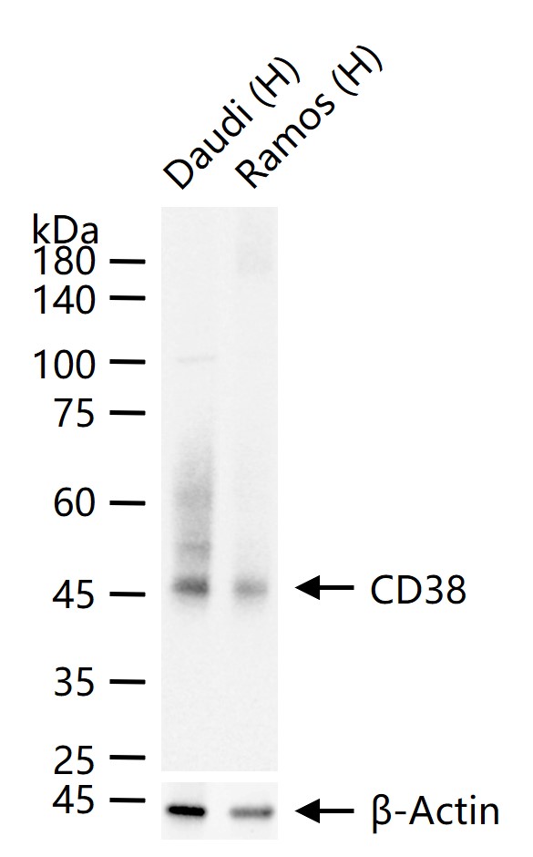 CD38 Mouse mAb (一抗) - WB,IHC-P,IHC-F,IF,Flow-Cyt,ICC/IF | Bioss