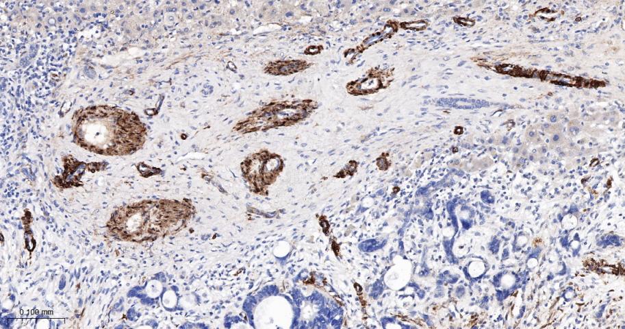 细胞骨架相关蛋白重组兔单抗