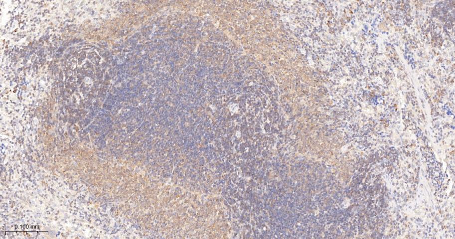 亲环蛋白（亲环素）PPIA重组兔单抗