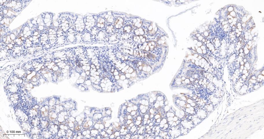 磷酸化丙酮酸脱氢酶α1重组兔单抗
