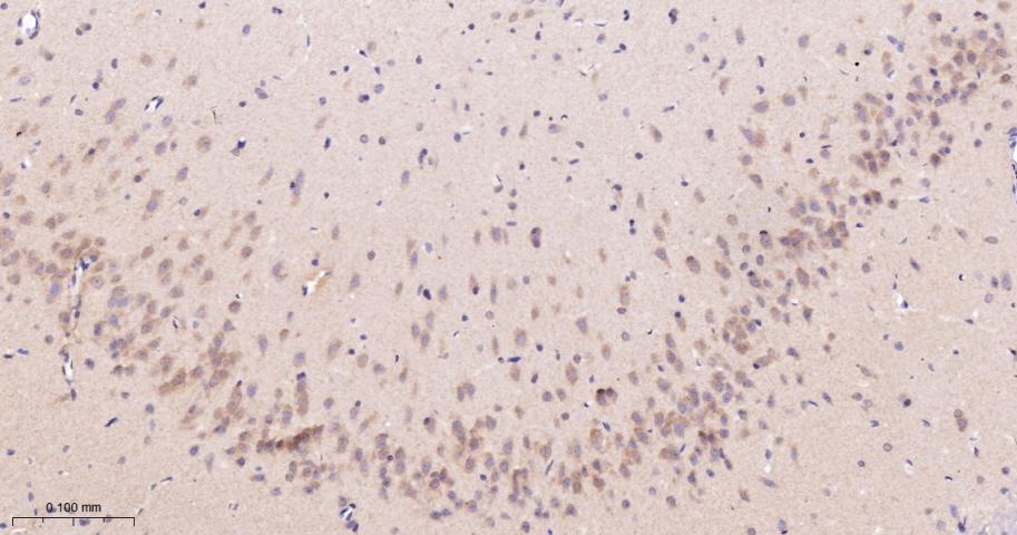 亲环蛋白（亲环素）PPIA重组兔单抗