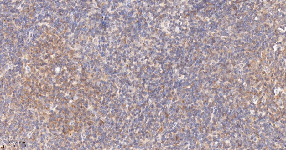 亲环蛋白（亲环素）PPIA重组兔单抗