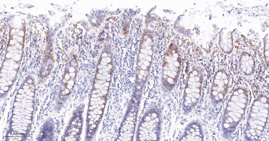 磷酸化丙酮酸脱氢酶α1重组兔单抗