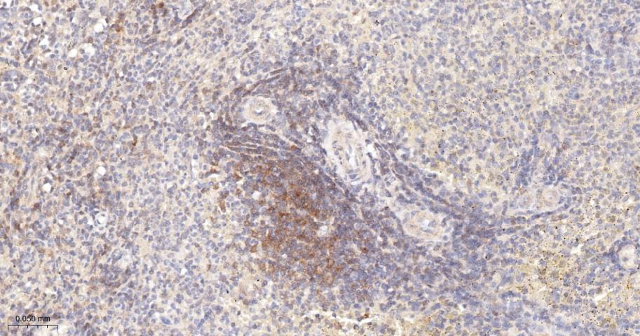 亲环蛋白（亲环素）PPIA重组兔单抗