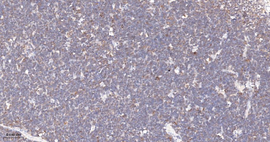 亲环蛋白（亲环素）PPIA重组兔单抗