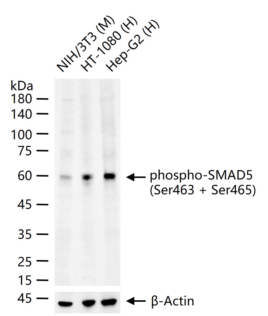 磷酸化细胞信号转导分子SMAD5重组兔单抗