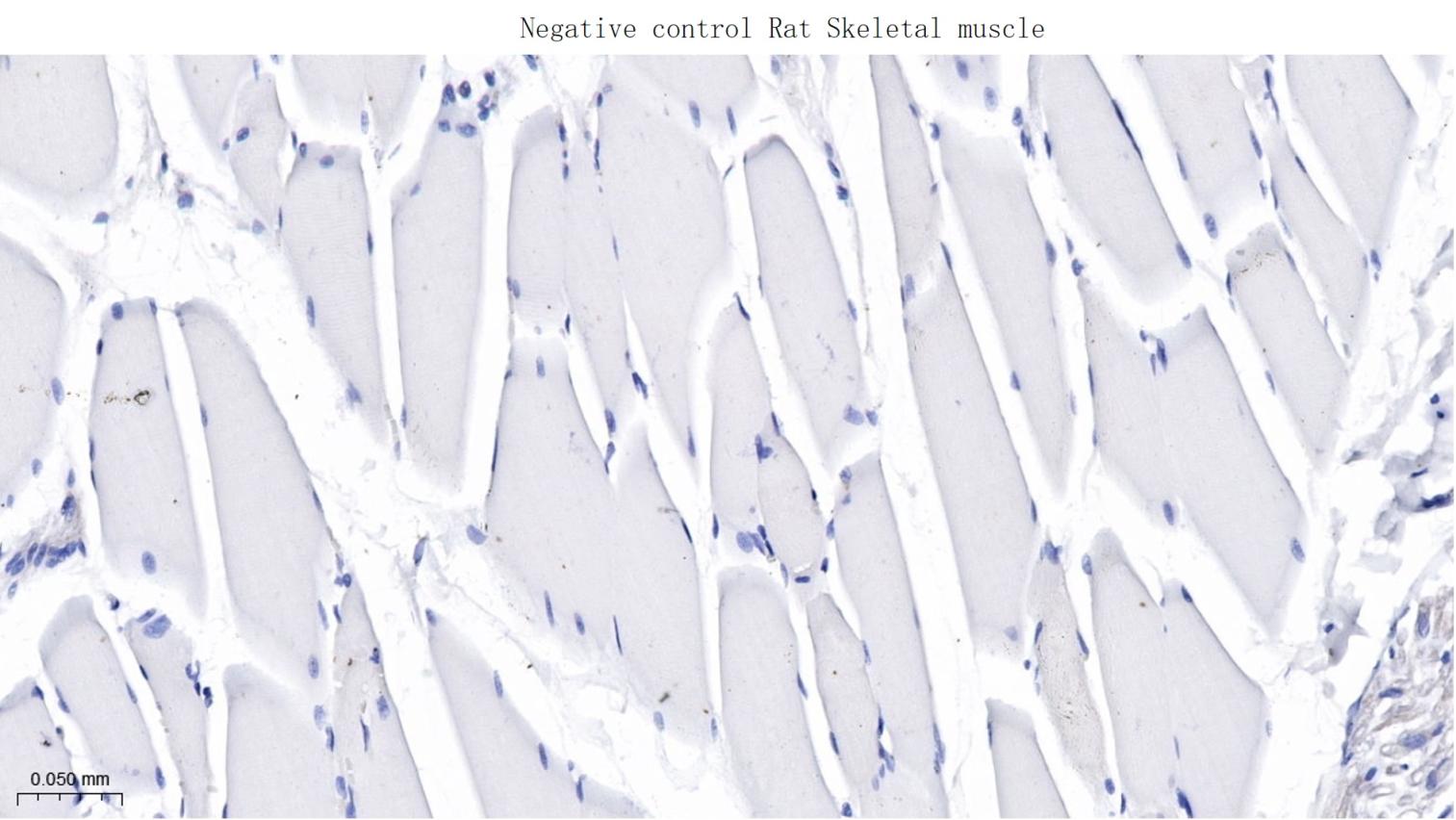 亲环蛋白（亲环素）PPIA重组兔单抗