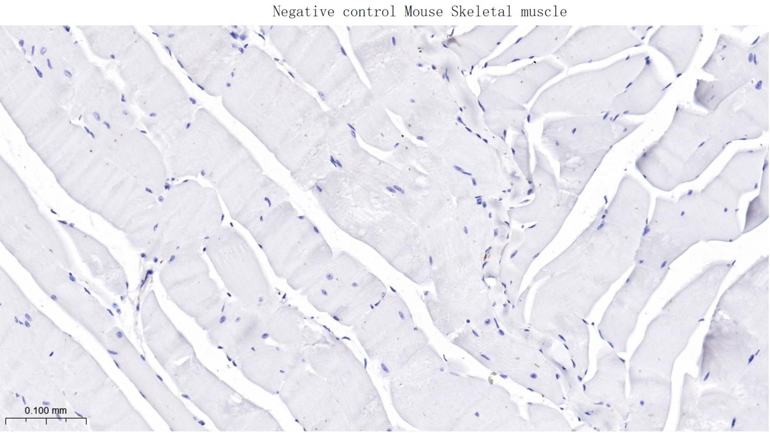 亲环蛋白（亲环素）PPIA重组兔单抗