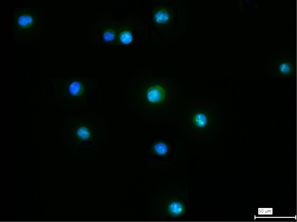 细胞分裂周期蛋白25C重组兔单抗