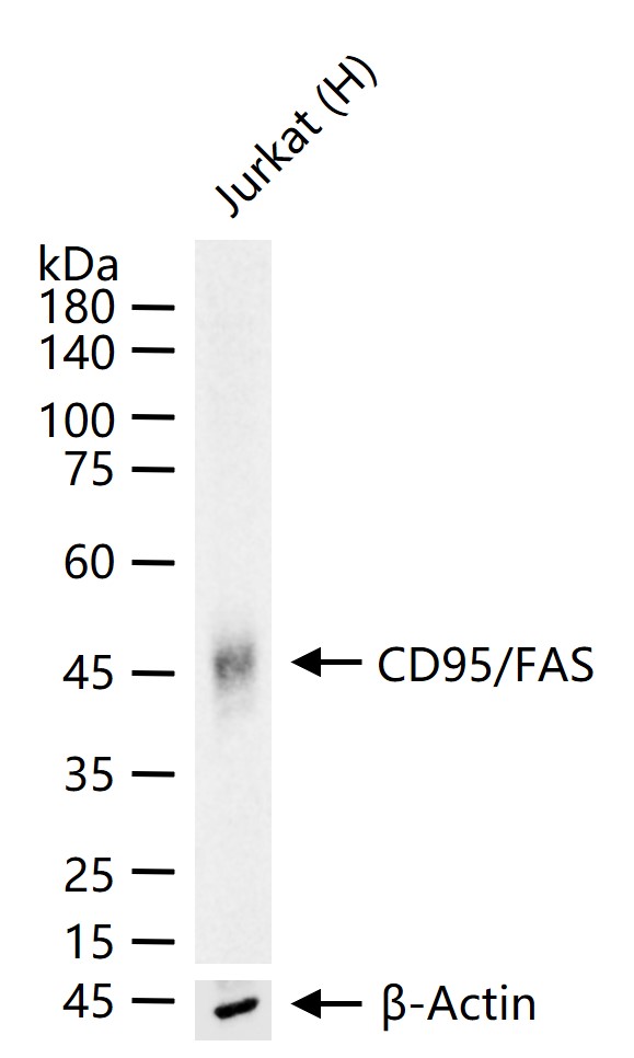 载脂蛋白1重组兔单抗