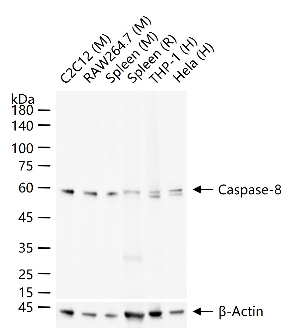 半胱氨酸蛋白酶8重组兔单抗-bsm-52690R