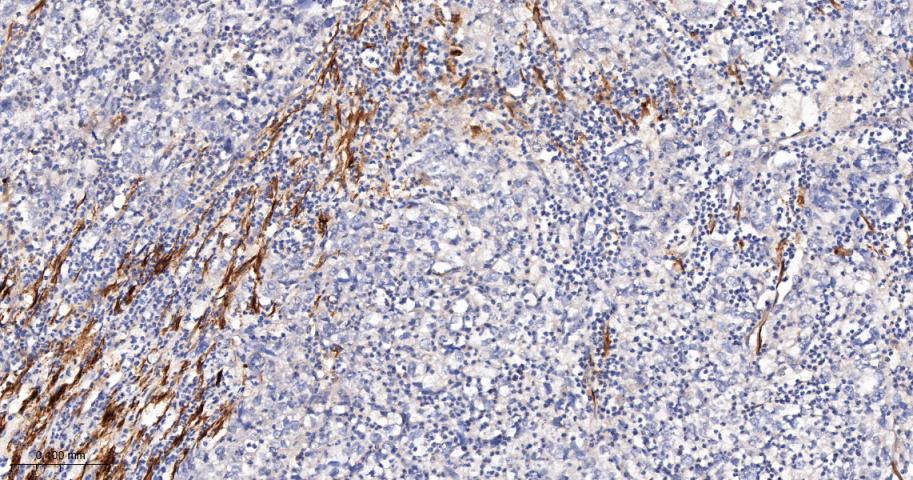 细胞骨架相关蛋白重组兔单抗