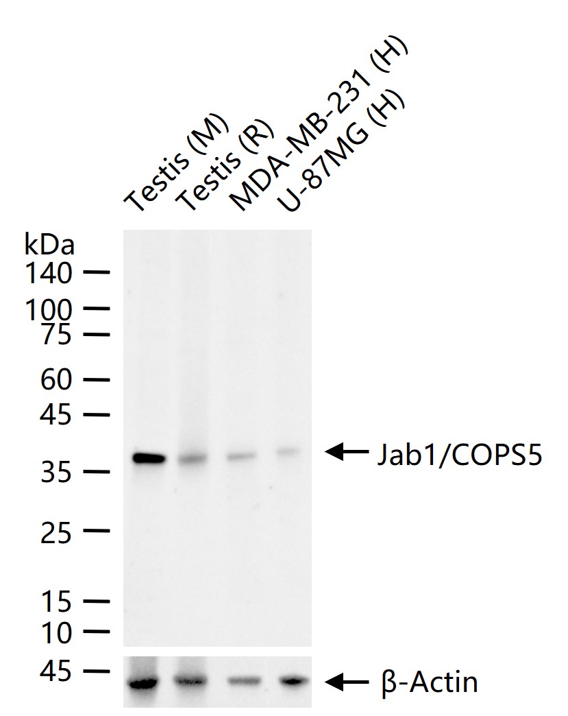Jun激活区域-连接蛋白1重组兔单抗