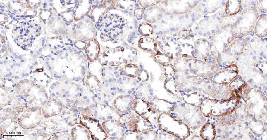 磷酸化丙酮酸脱氢酶α1重组兔单抗
