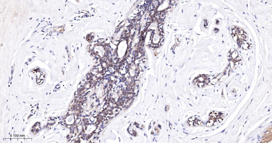 亲环蛋白（亲环素）PPIA重组兔单抗